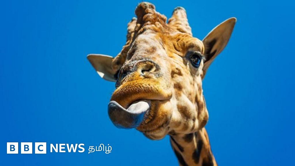 bbc.com