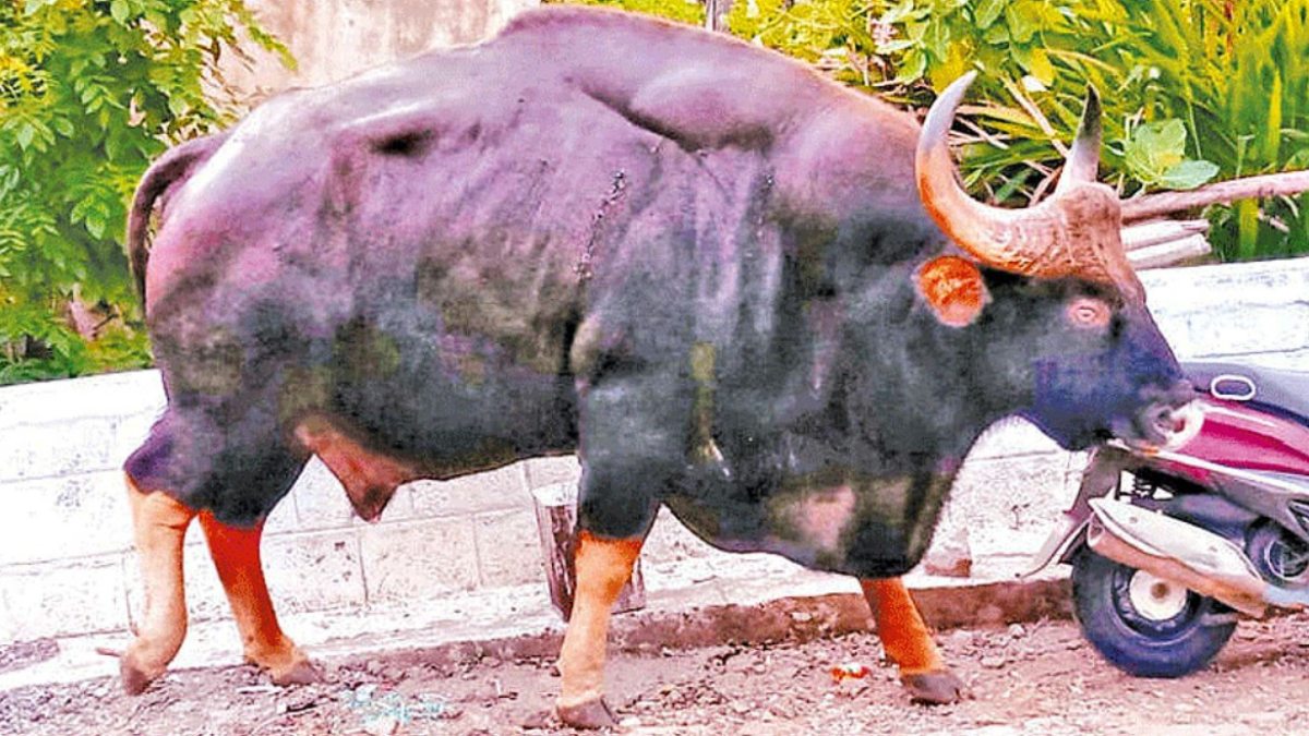 tamil.oneindia.com